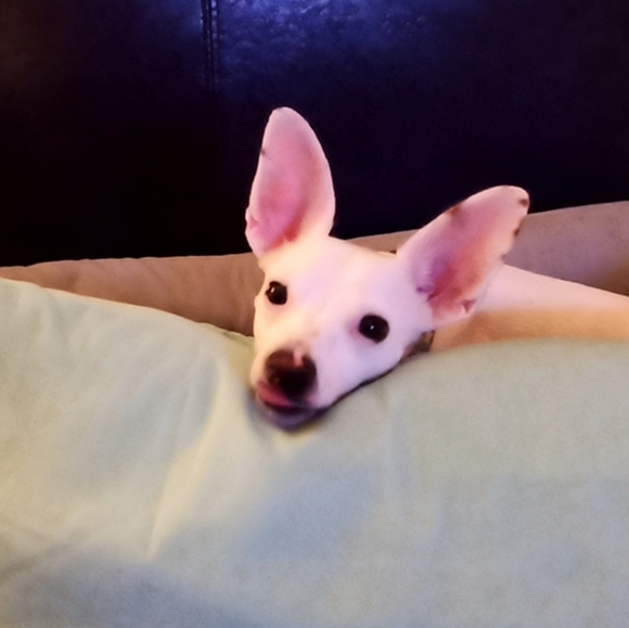 Meet your Posher, Dee - Picture 2 of 3